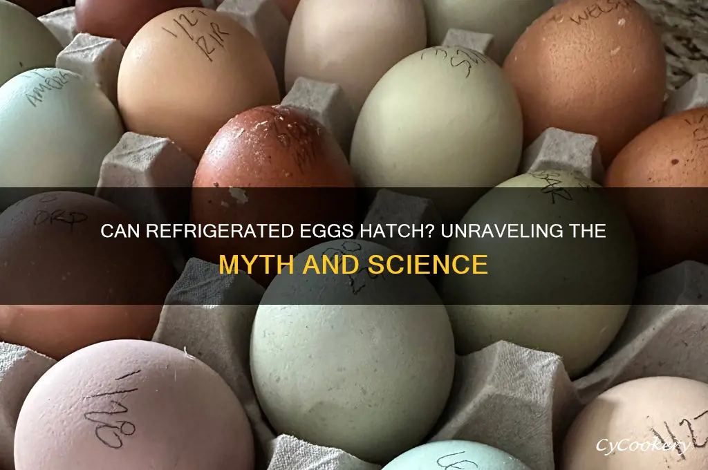 can a refrigerated egg be hatched
