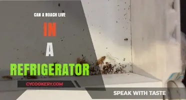 Can Cockroaches Survive in Your Refrigerator? Surprising Facts Revealed