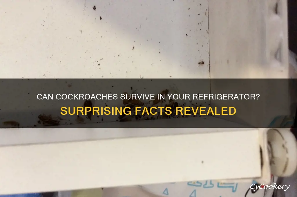 can a roach live in a refrigerator