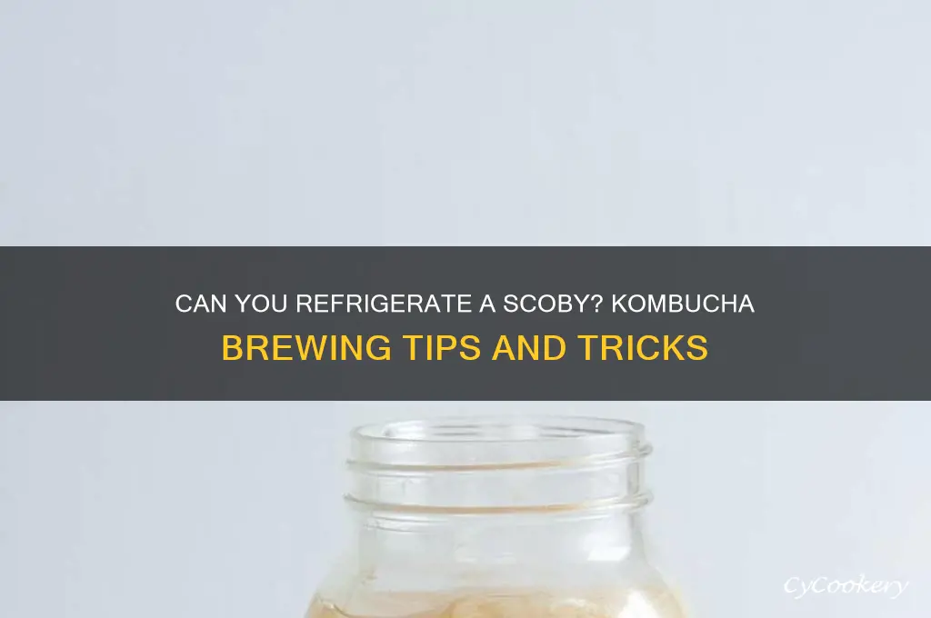 can a scoby be refrigerated
