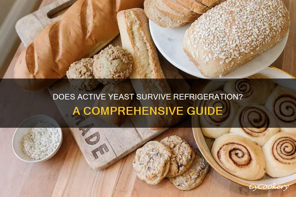 can active yeast survive in a refrigerator
