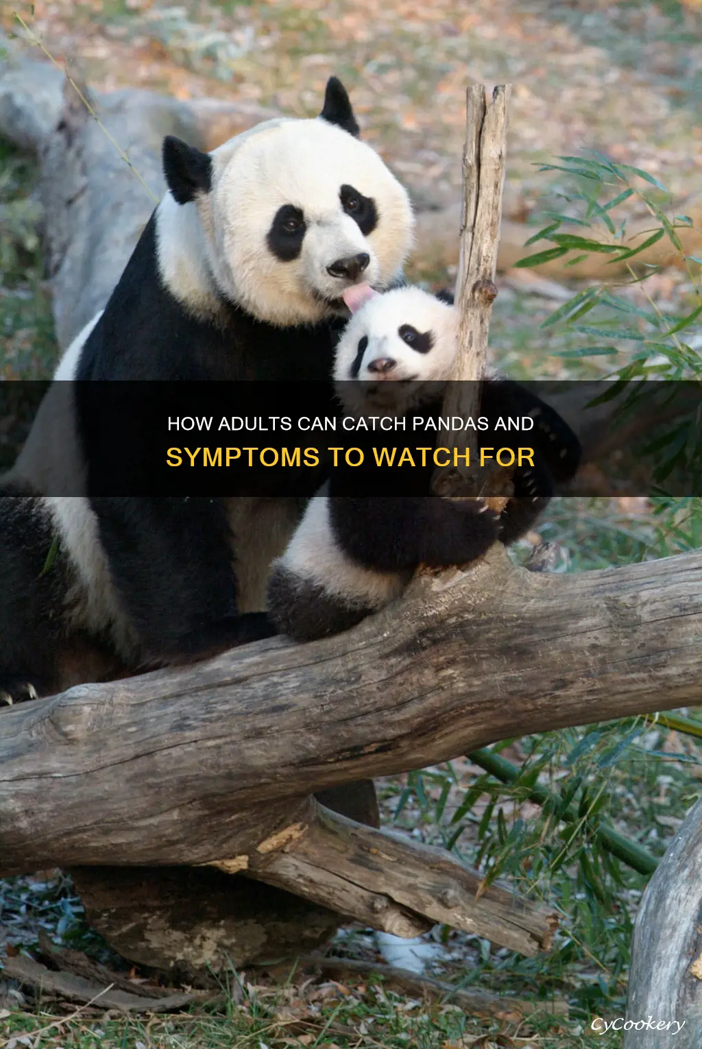 can adults get pandas