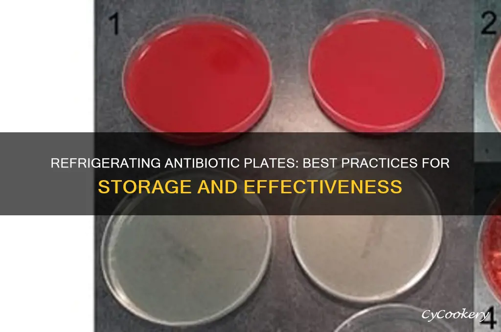 can antibiotics plates be refrigerated