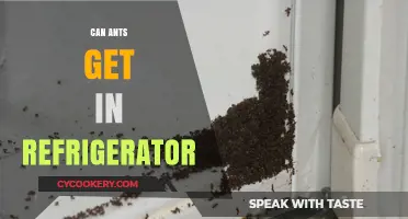 Can Ants Invade Your Fridge? Prevention Tips and Solutions