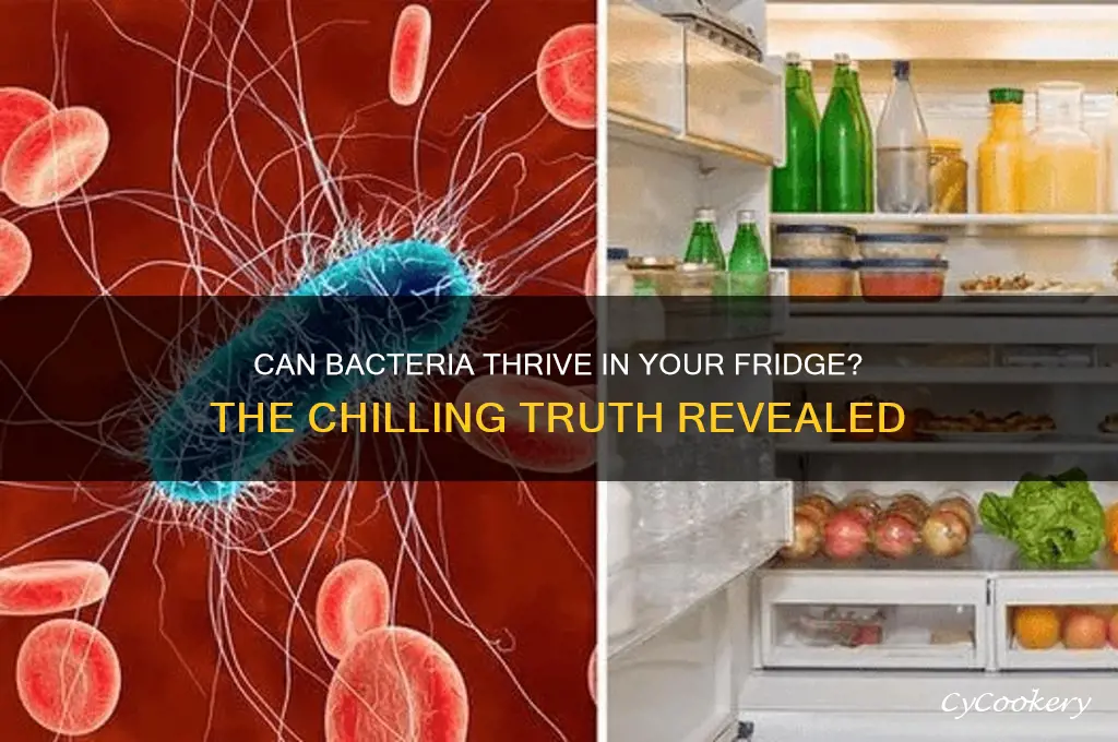 can bacteria grow in a refrigerator