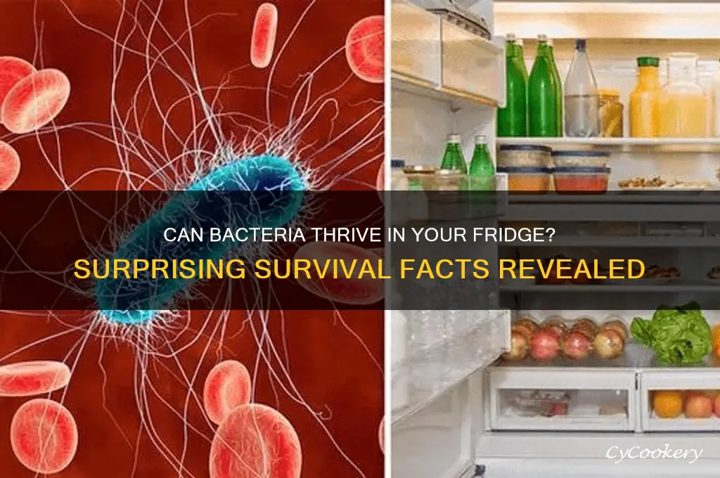 can bacteria survive in refrigerator