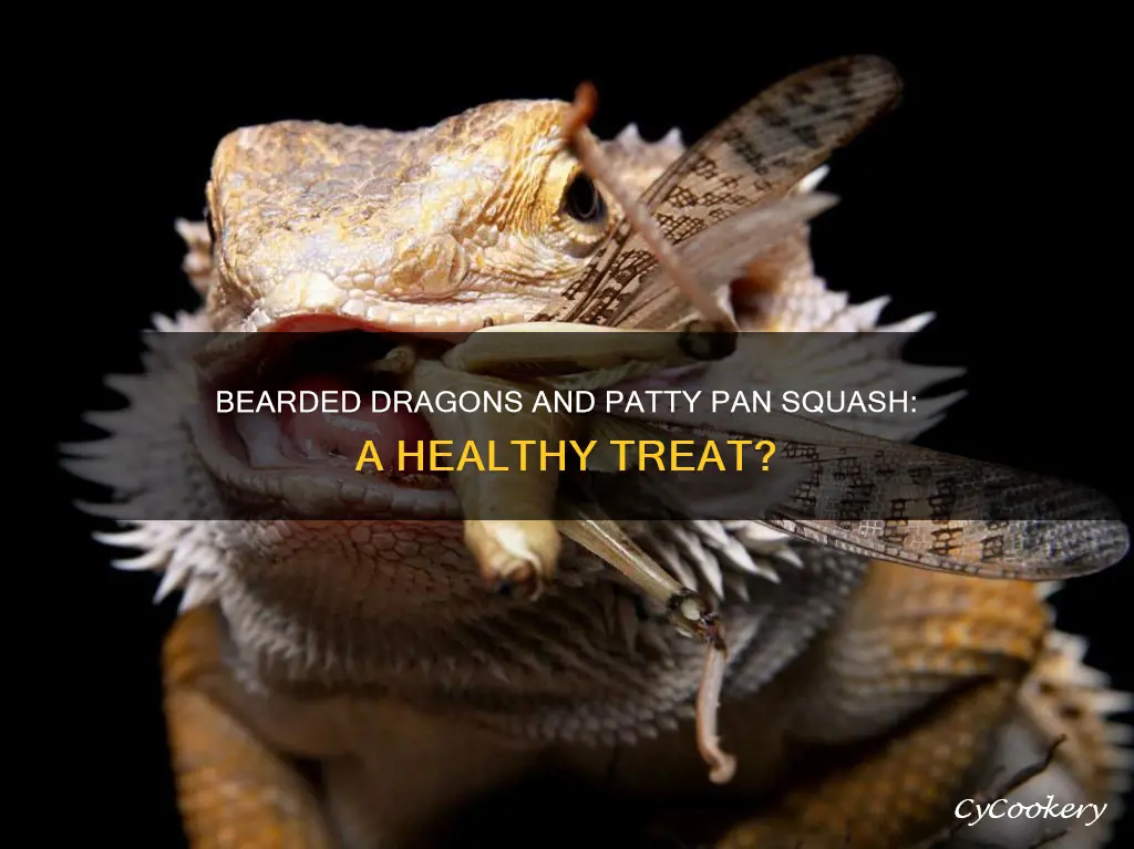 can bearded dragons eat patty pan squash