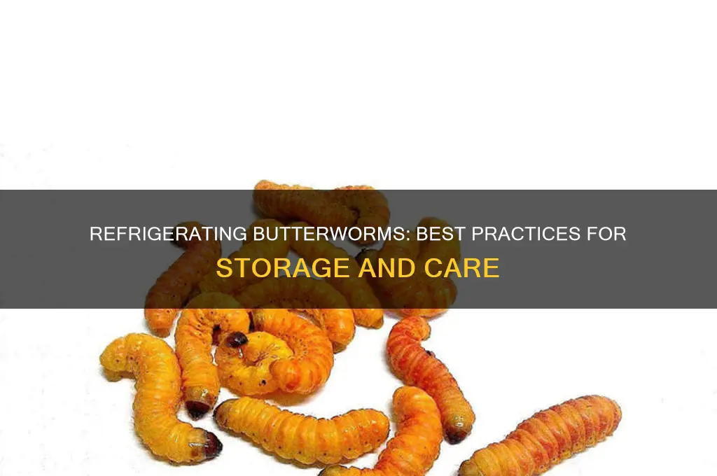 can butterworms be refrigerated