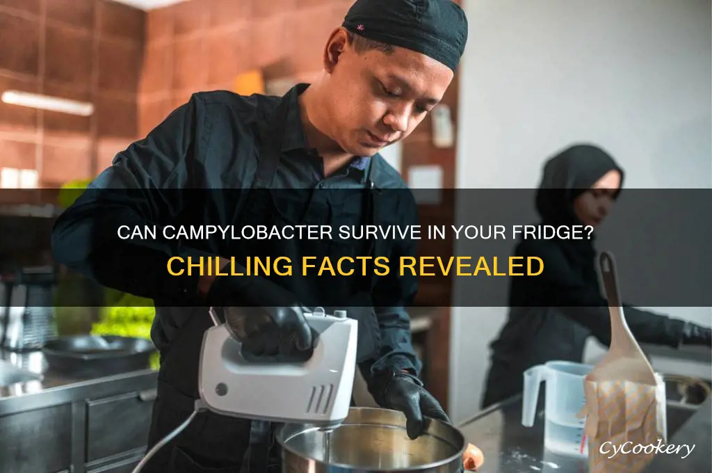 can campylobacter live in refrigerated conditions