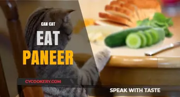 Is Paneer Safe for Cats?