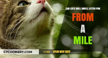 How Far Can Cats Smell Their Litter Pan?