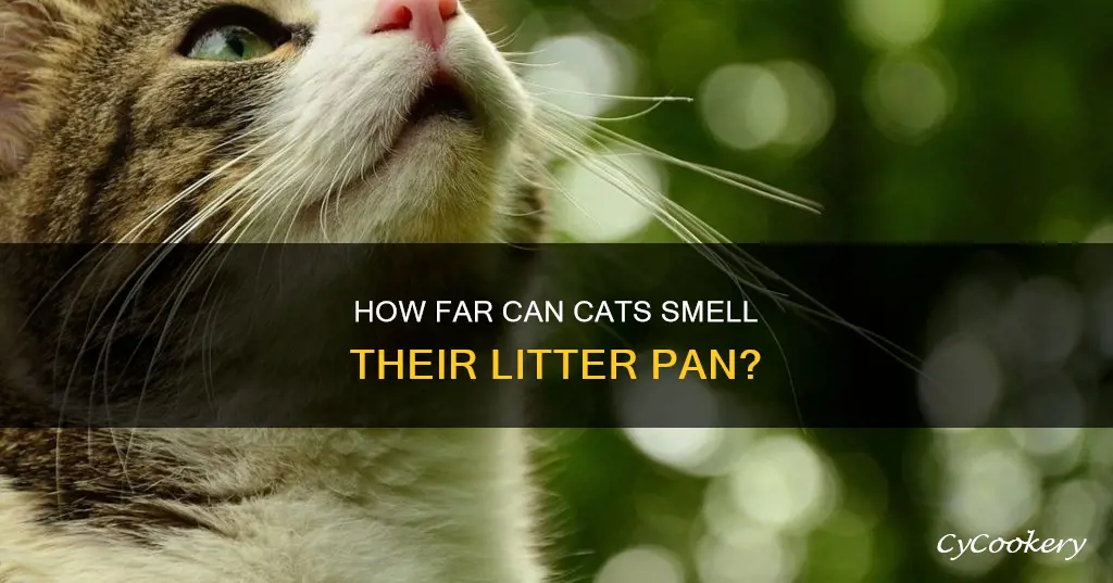 can cats will smell litter pan from a mile