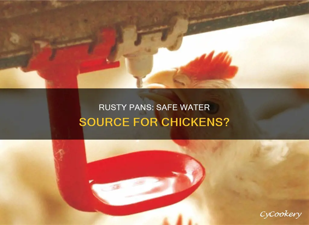 can chickens drink water out of rusty pans