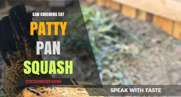 Chickens and Patty Pan Squash: A Healthy Treat?