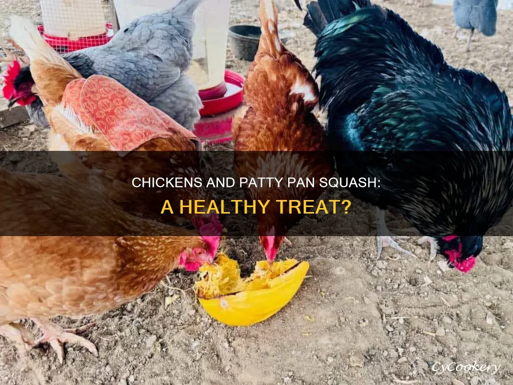 can chickens eat patty pan squash