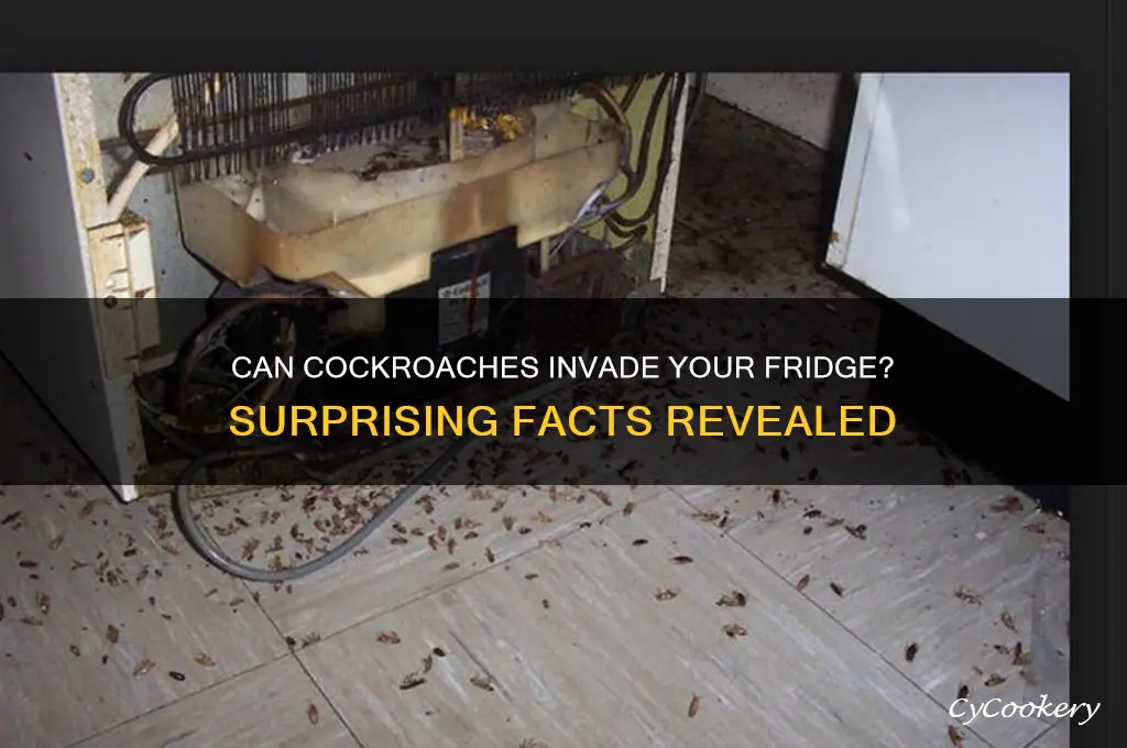 can cockroaches get inside refrigerator