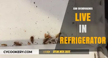 Can Cockroaches Survive in Your Refrigerator? Surprising Facts Revealed