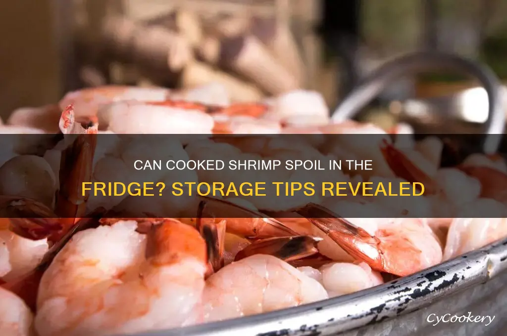 can cooked shrimp go bad in the refrigerator