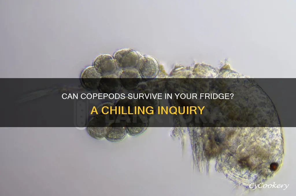 can copepods live in refrigerator