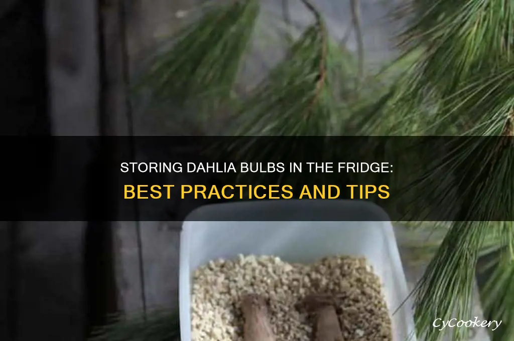 can dahlia bulbs be stored in the refrigerator