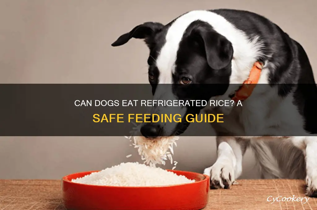 can dogs eat refrigerated rice