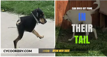 Pano in Dog Tails: What You Need to Know