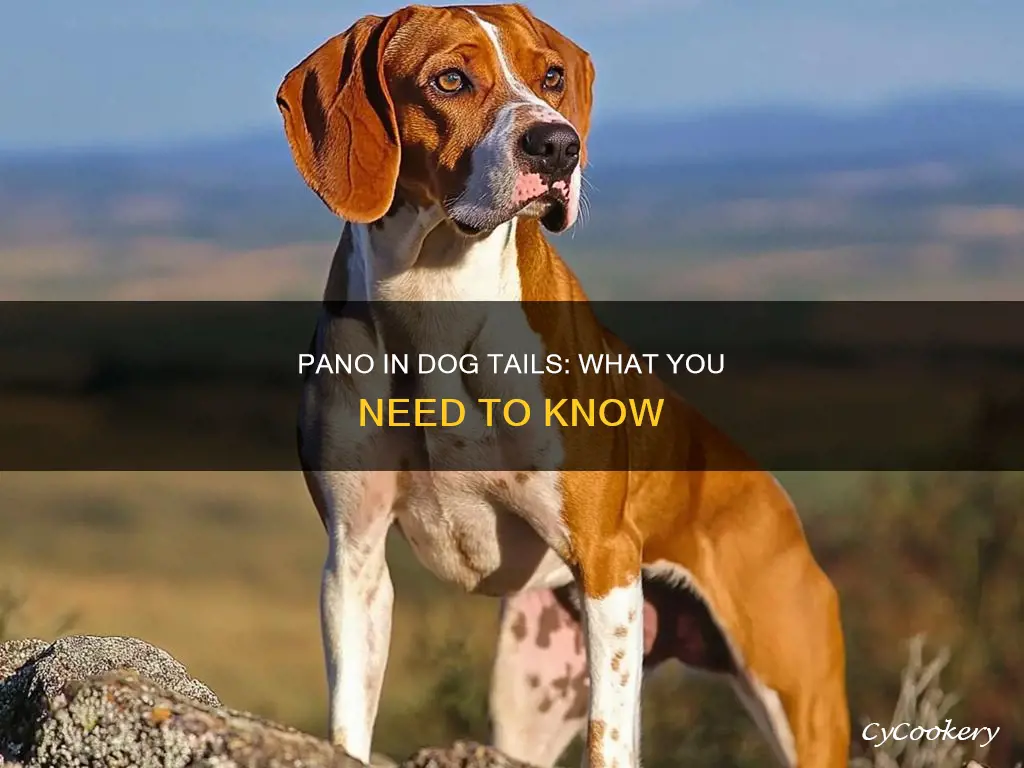 can dogs get pano in their tail