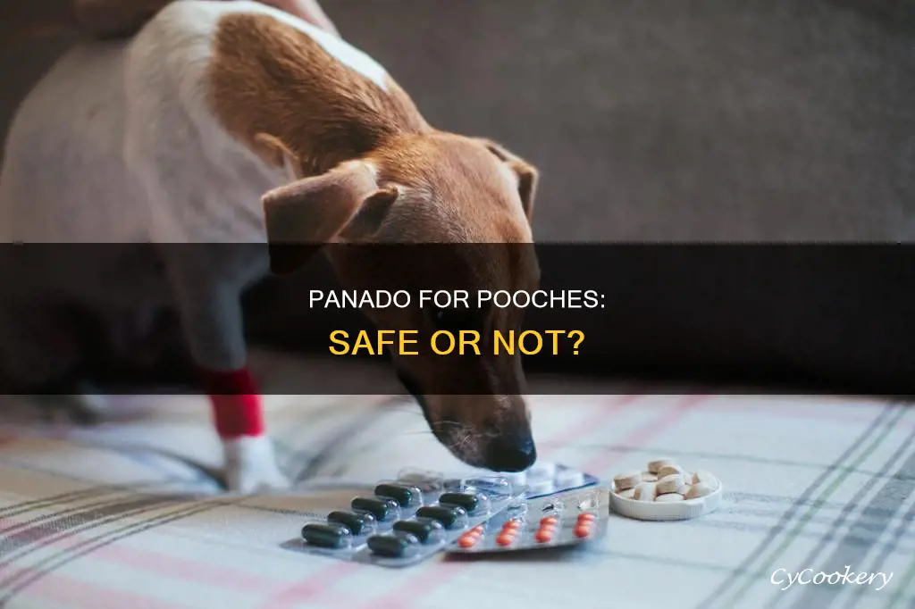 can dogs have panado