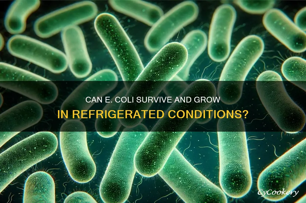 can e coli grow at refrigerated conditions