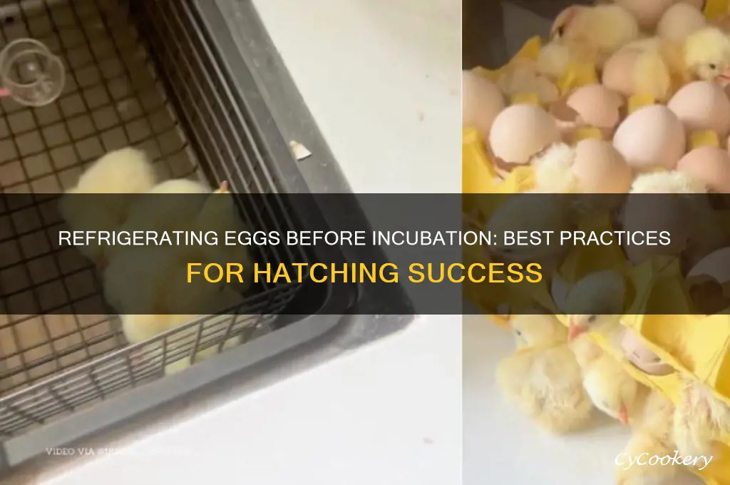can eggs be refrigerated before incubation