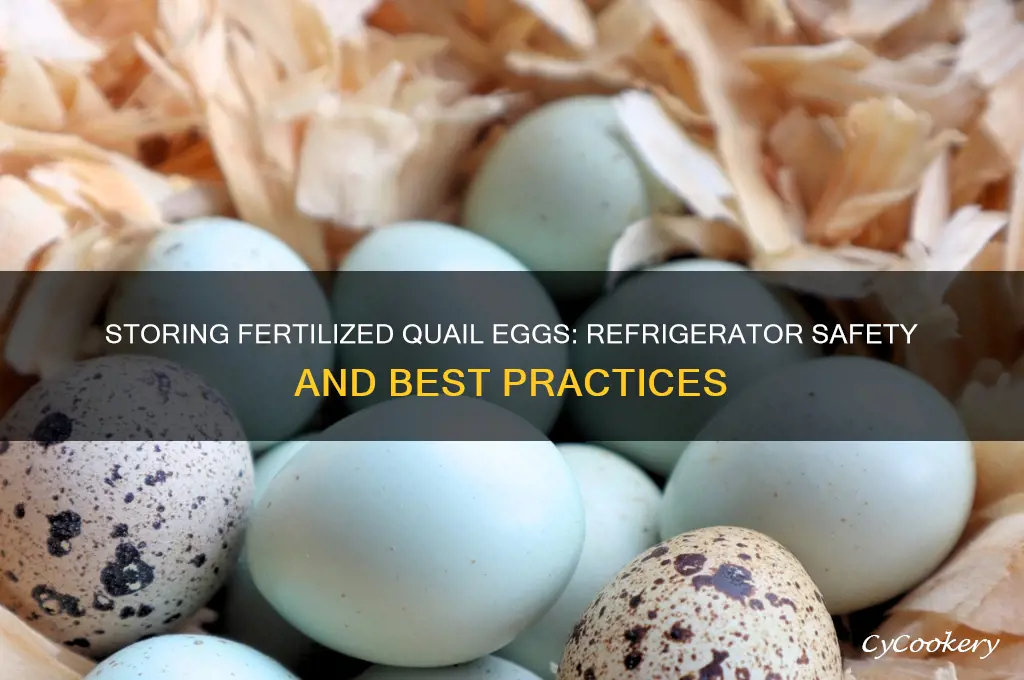 can fertilised quail eggs be in a refrigerator