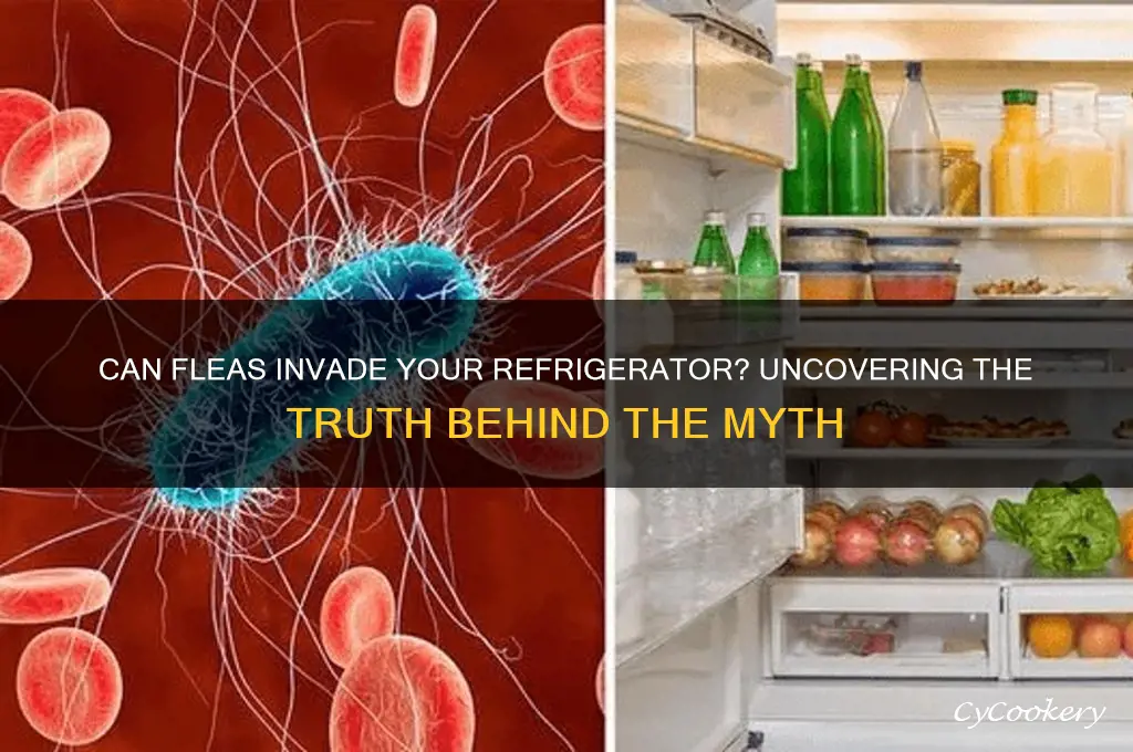 can fleas get in your refrigerator