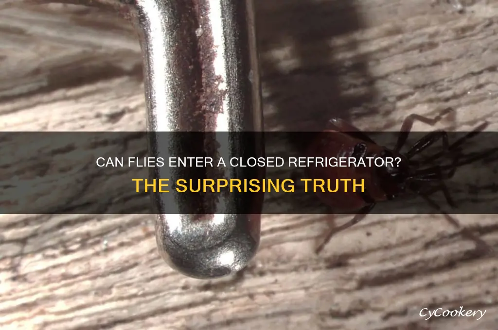 can flies get in your refrigerator if it