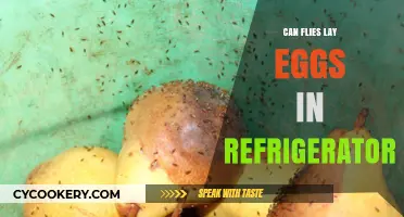 Can Flies Lay Eggs in Your Refrigerator? Facts and Prevention Tips