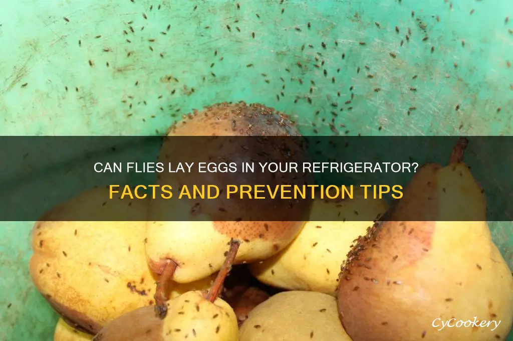 can flies lay eggs in refrigerator