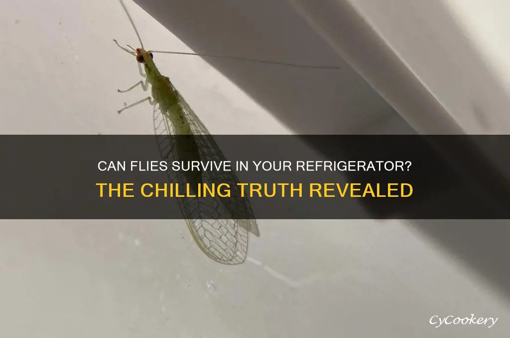can flies live in the refrigerator