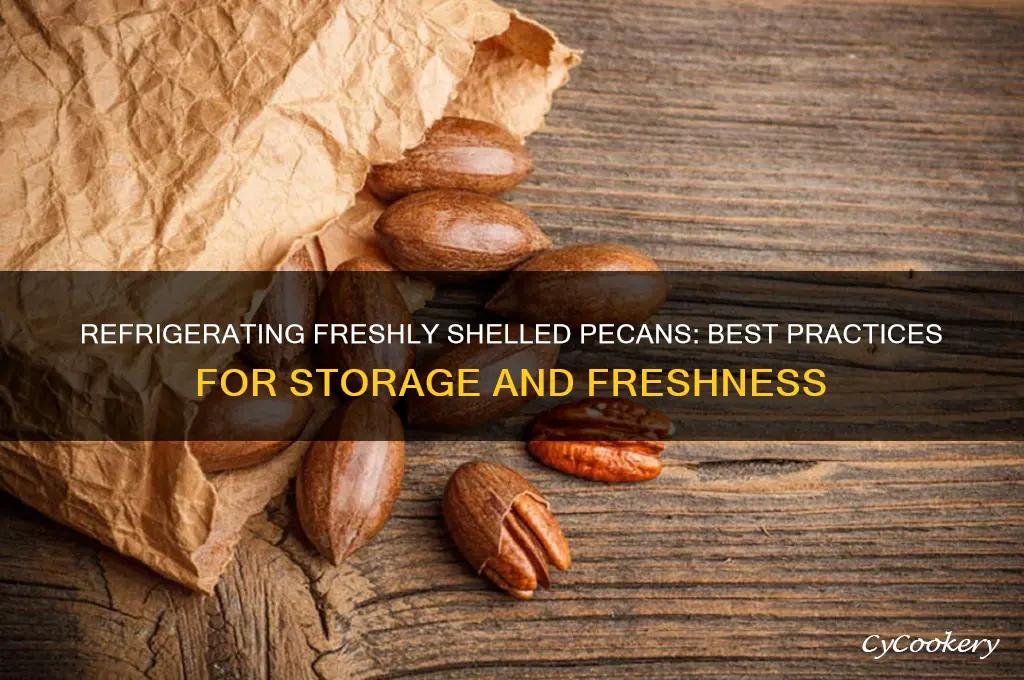 can freshly shelved pecans go in the refrigerator