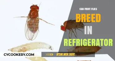 Can Fruit Flies Breed in Your Refrigerator? Surprising Facts Revealed