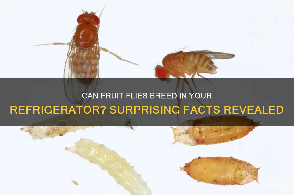 can fruit flies breed in refrigerator