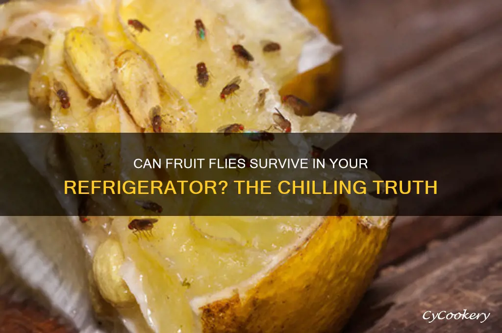 can fruit flies survive in refrigerator