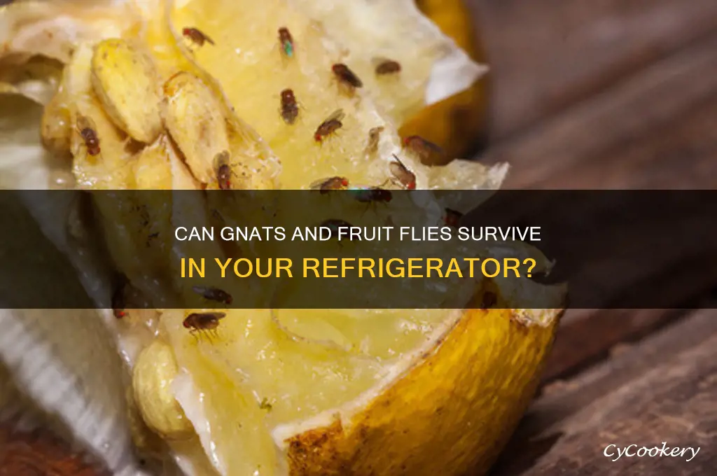 can gnats and fruit flies live in the refrigerator