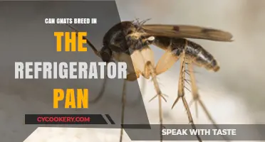 Gnats and Your Fridge: Breeding in the Pan?