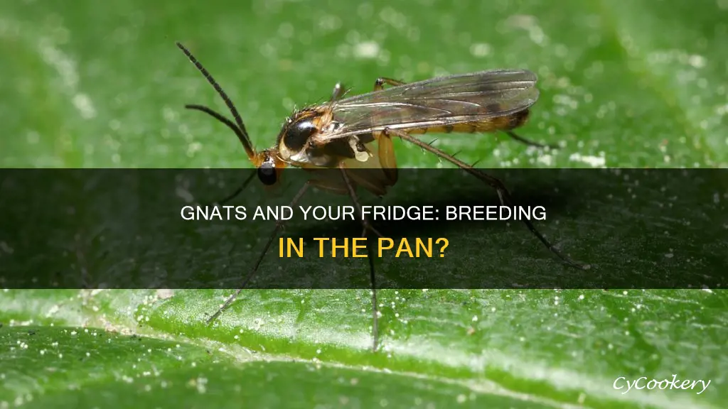 can gnats breed in the refrigerator pan