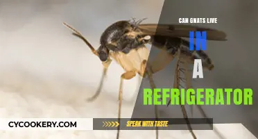Can Gnats Survive in Your Refrigerator? Facts and Prevention Tips