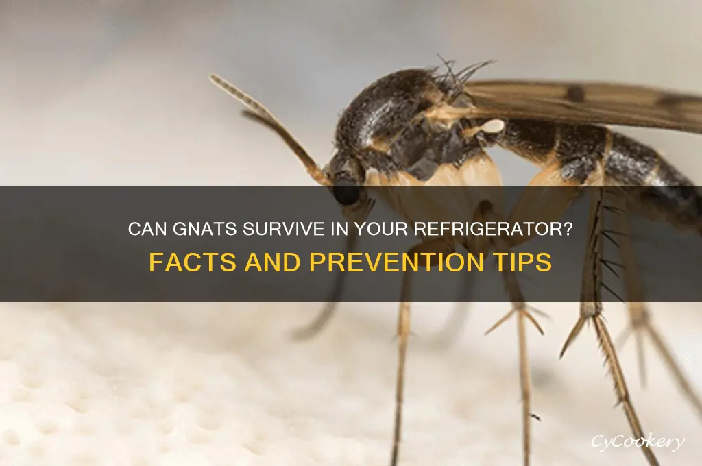 can gnats live in a refrigerator
