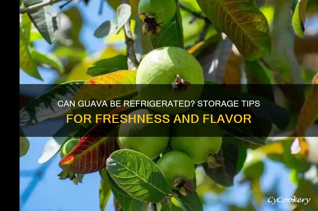 can guava be refrigerated