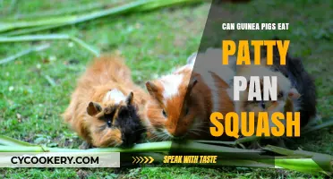 Guinea Pigs and Patty Pan Squash: Safe Treat or Not?
