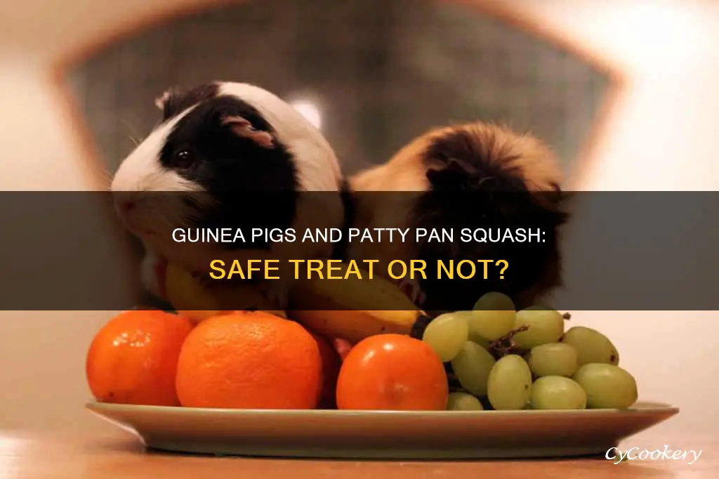 can guinea pigs eat patty pan squash