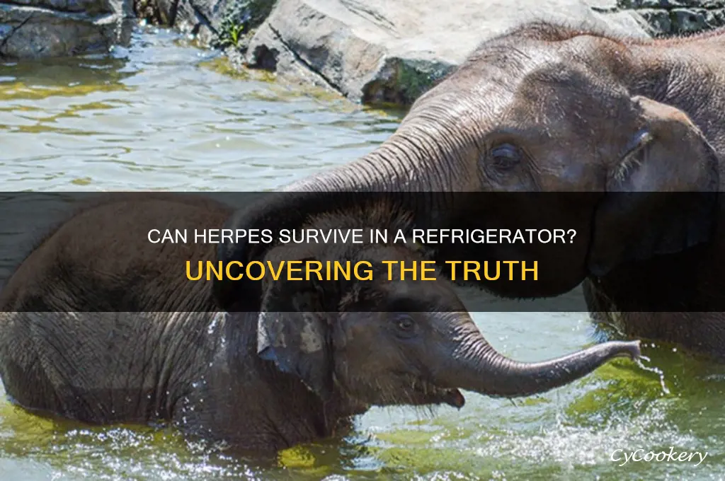 can herpes survive in refrigerator