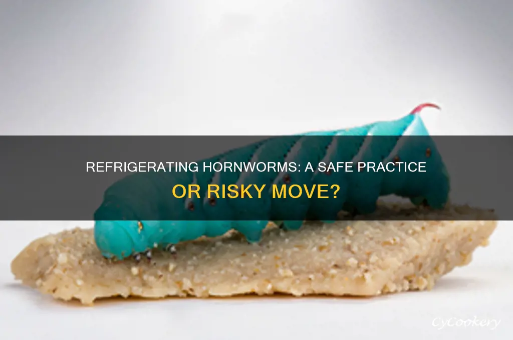 can hornworms be refrigerated